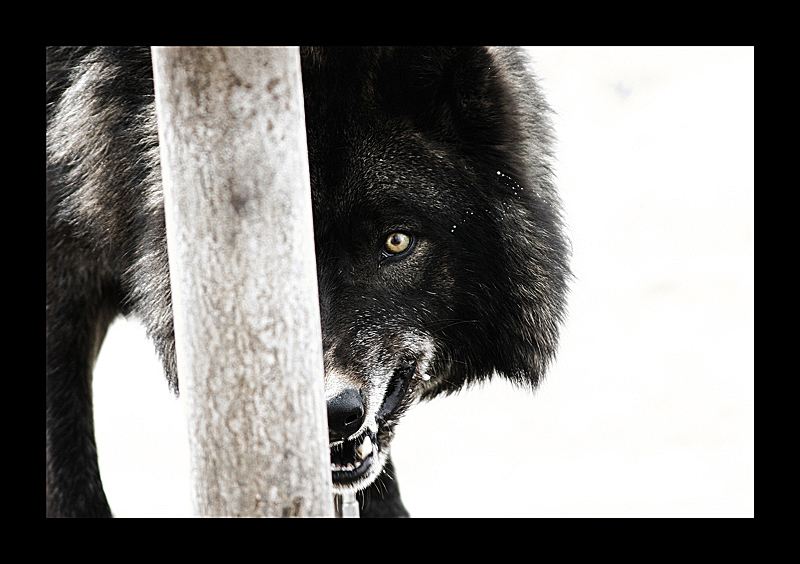 black wolf by ~balinlesavage