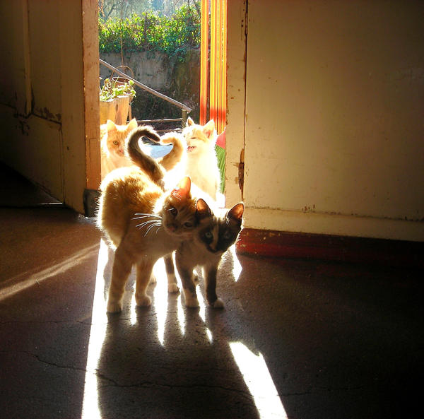 kitties in love. What pretty Kitties! Share
