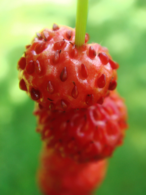 strawberries_by_kleePekas.jpg