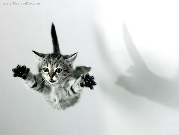 Flying_cat_23_by_haytapburcak.jpg