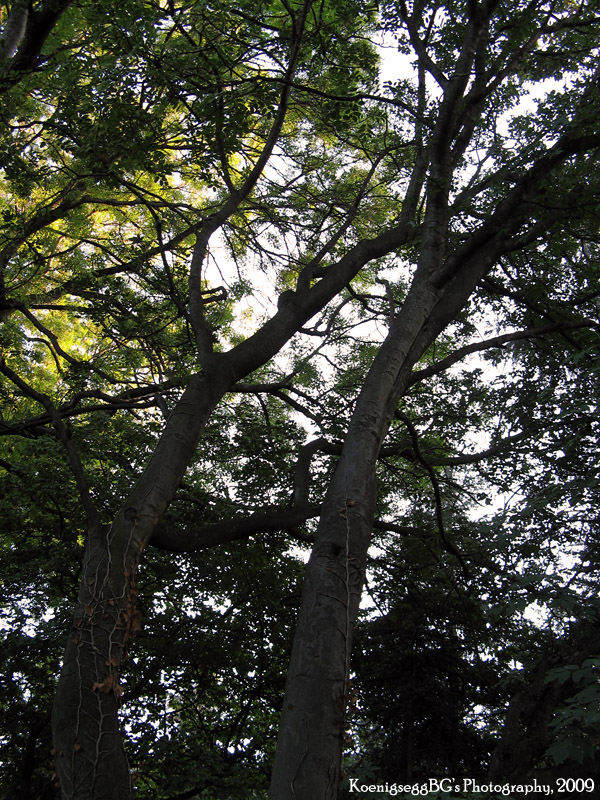 Forest_04_by_KoenigseggBG.jpg